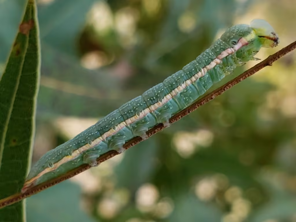 Georgian Prominent, Caterpillar