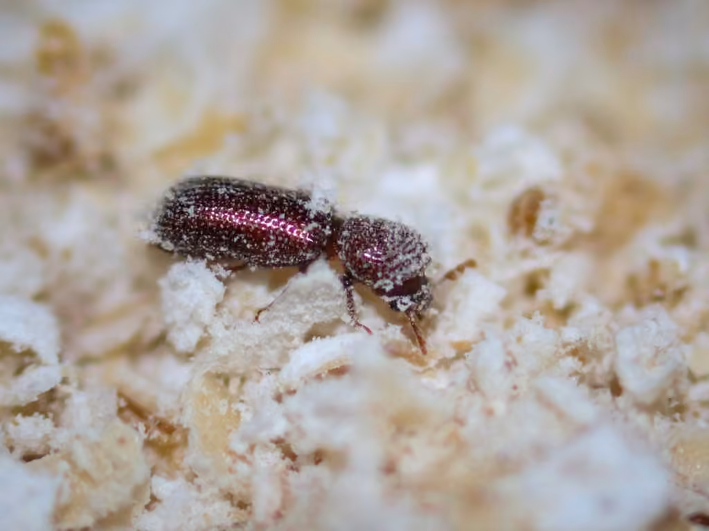 Lesser grain borer, photo 3 of 5