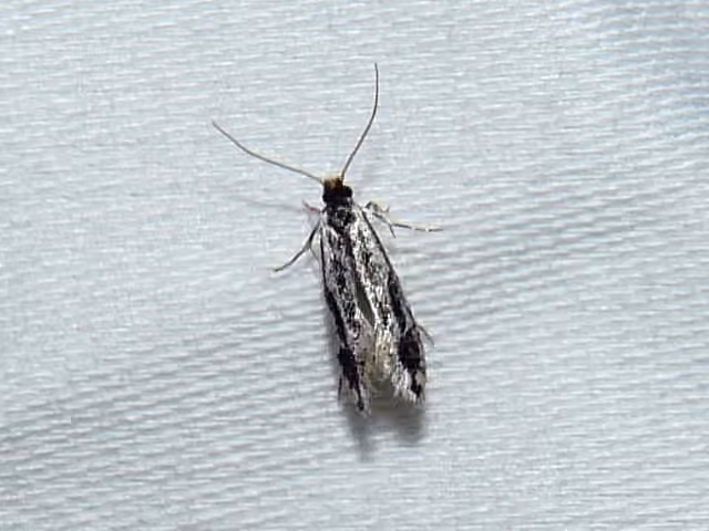 Leucomele miriamella, photo 2 sur 5