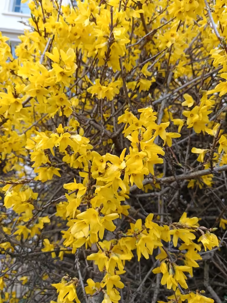 Weeping forsythia, Leafless