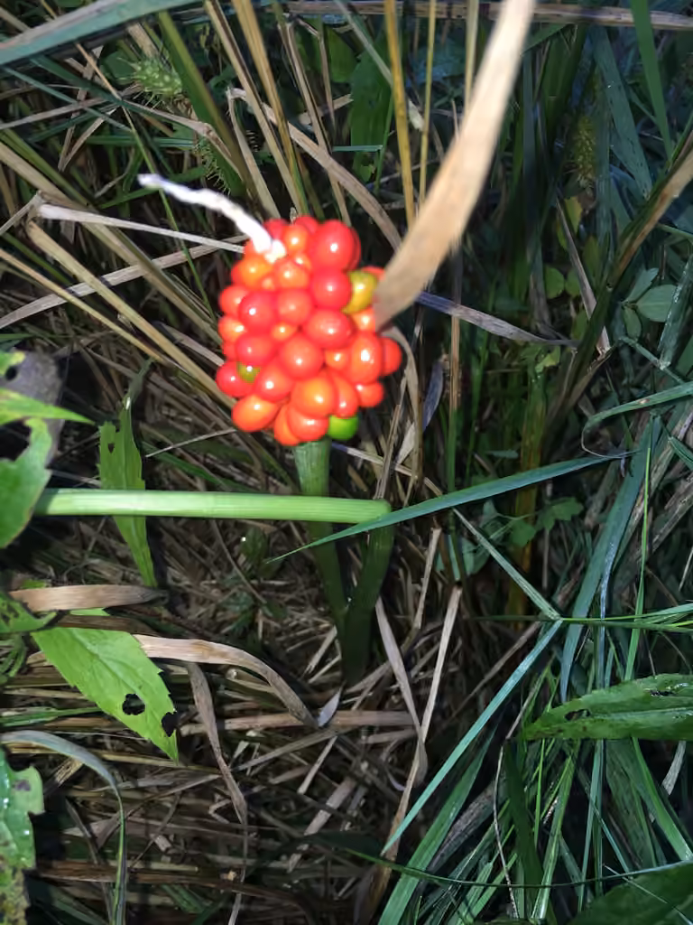 Arisème petit-prêcheur, En fruits