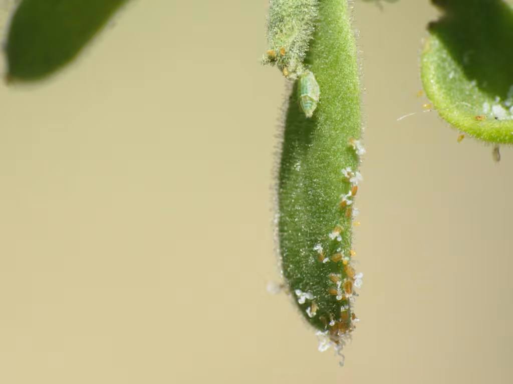 Potato Psyllid, Nymph