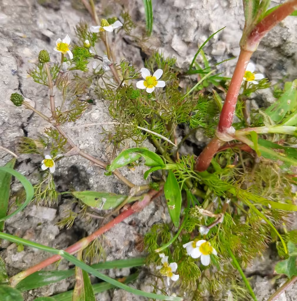 Threadleaf crowfoot, In fruit