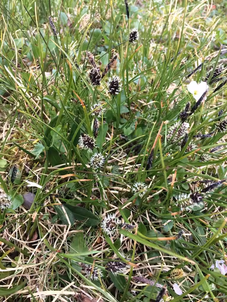 Carex saxatile, En fleurs