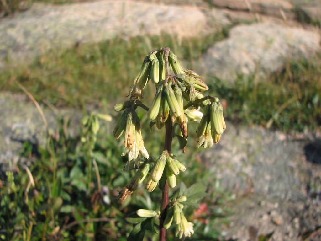 Prenanthe trifoliolée