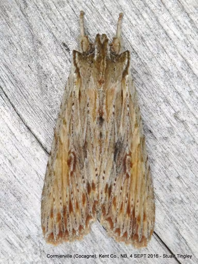 Amanda's Pinion, Adult
