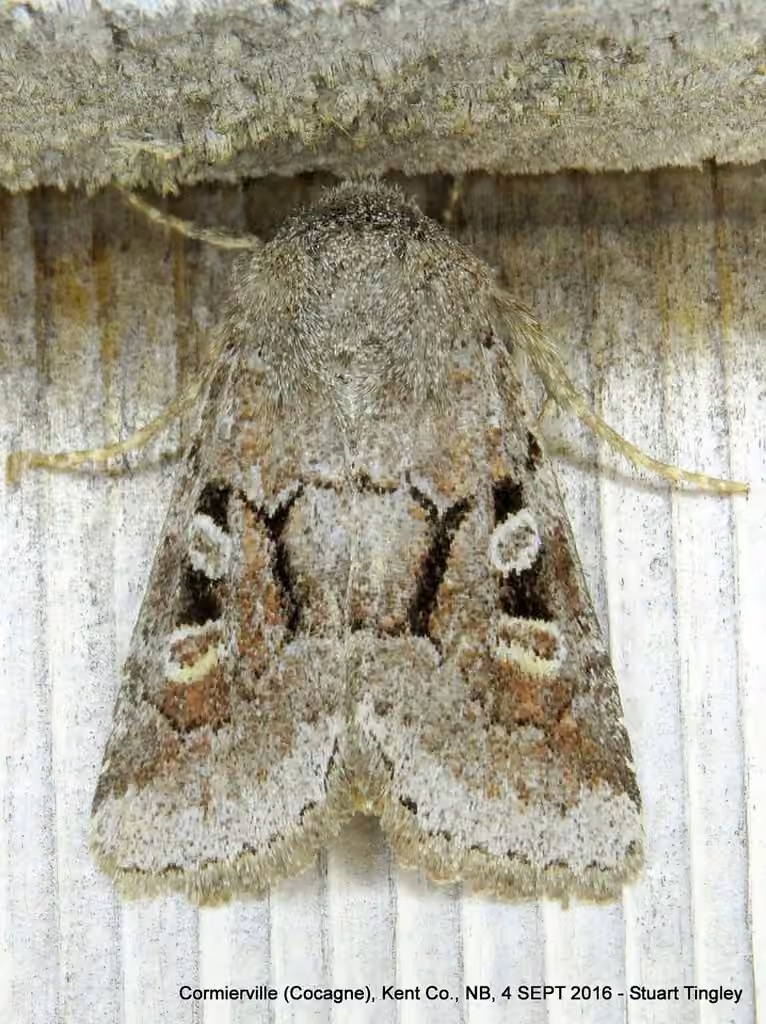 Small Brocade, Adulte