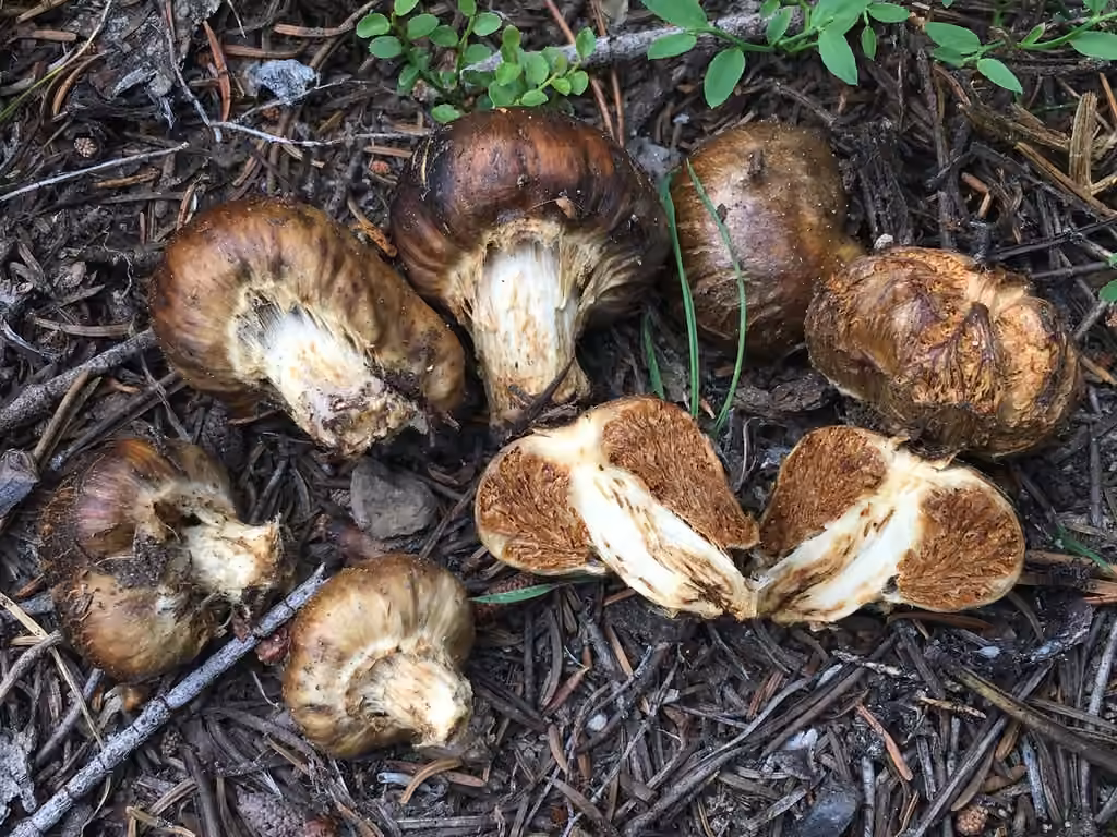 Cortinarius pinguis, photo 1 sur 5