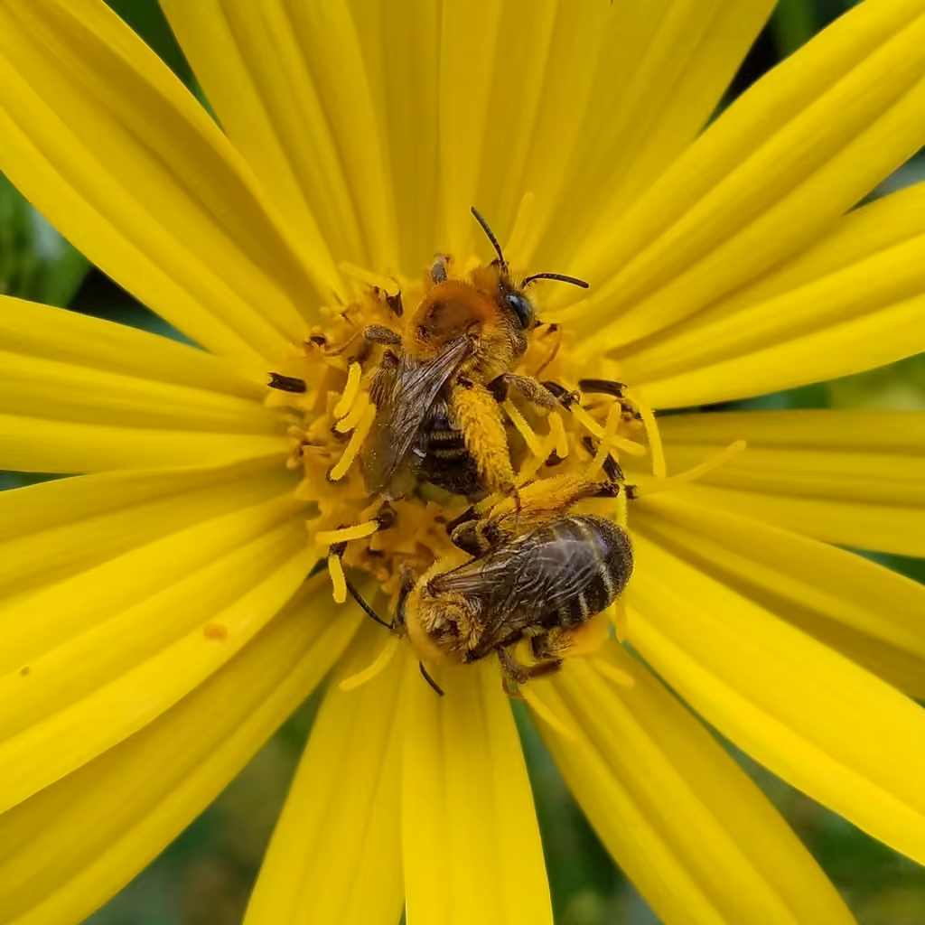 Abeille à trois nœuds, photo 1 sur 5