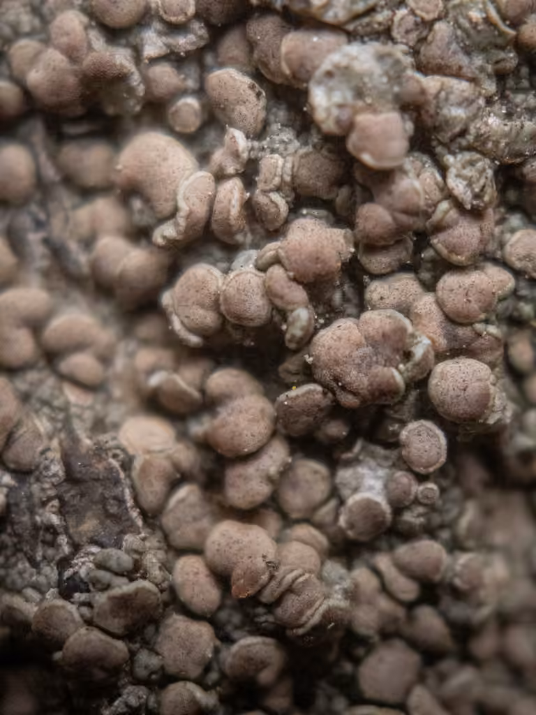 Lécanore du Mont Cenis, photo 2 sur 5