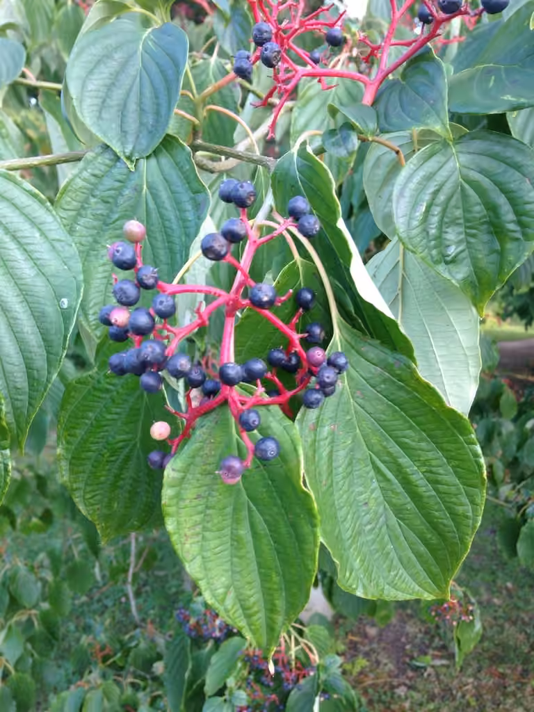 Cornouiller à feuilles alternes