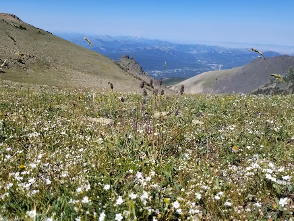 Fléole alpine, En fleurs