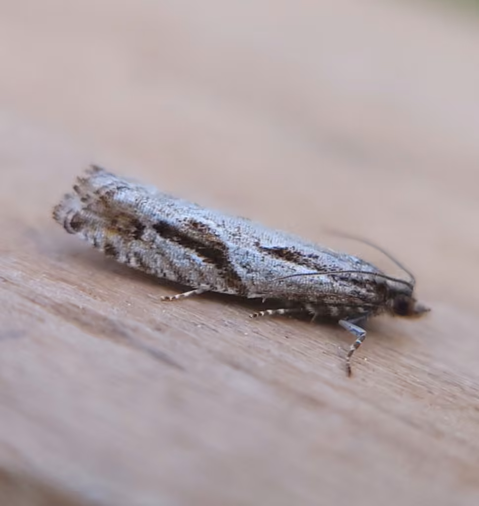 Black Dash Epinotia Moth, Adulte