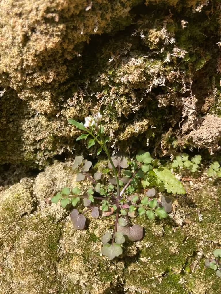 Pennsylvania Bittercress, In flower