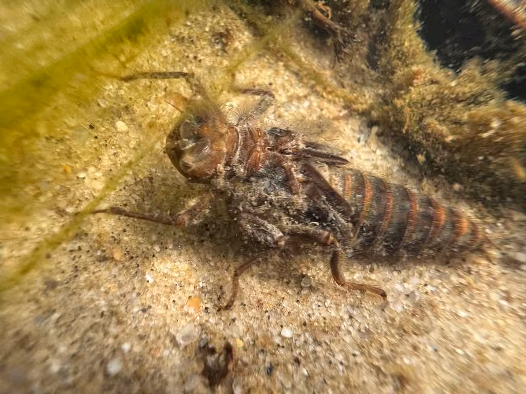 Cordulégastre Oblique, Nymphe