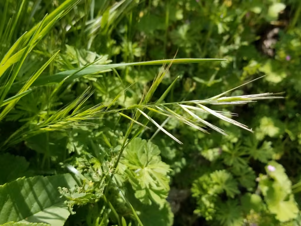 Foxtail fescue, In flower