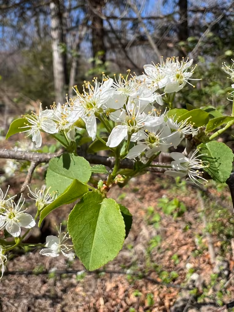 Cerisier de Sainte-Lucie, En fleurs