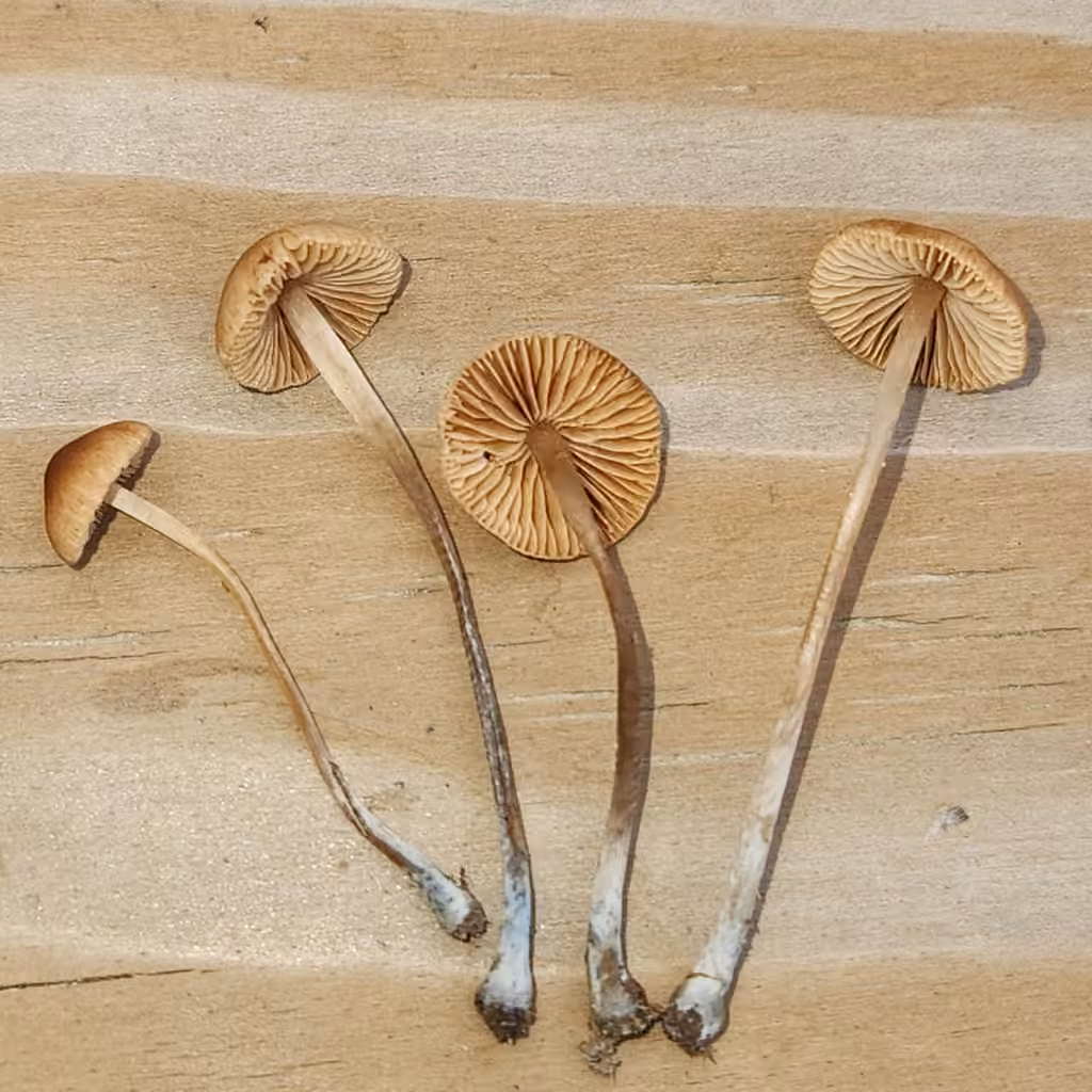 Conocybe de Smith, photo 2 sur 5