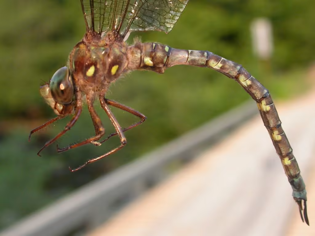Ocellated Darner, photo 1 of 5