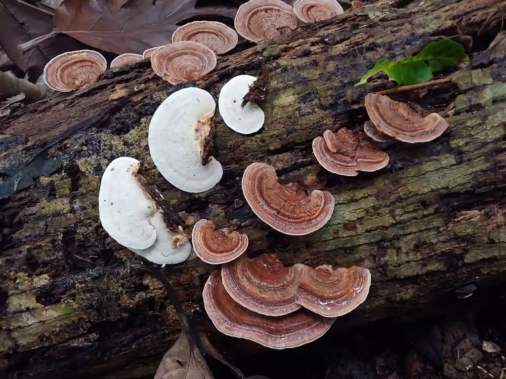 Meripilus lineatus