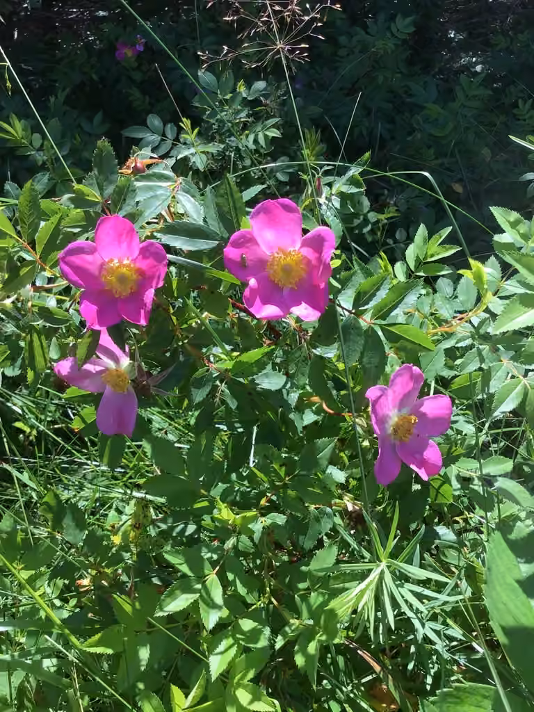 Rosier de Virginie, En fleurs