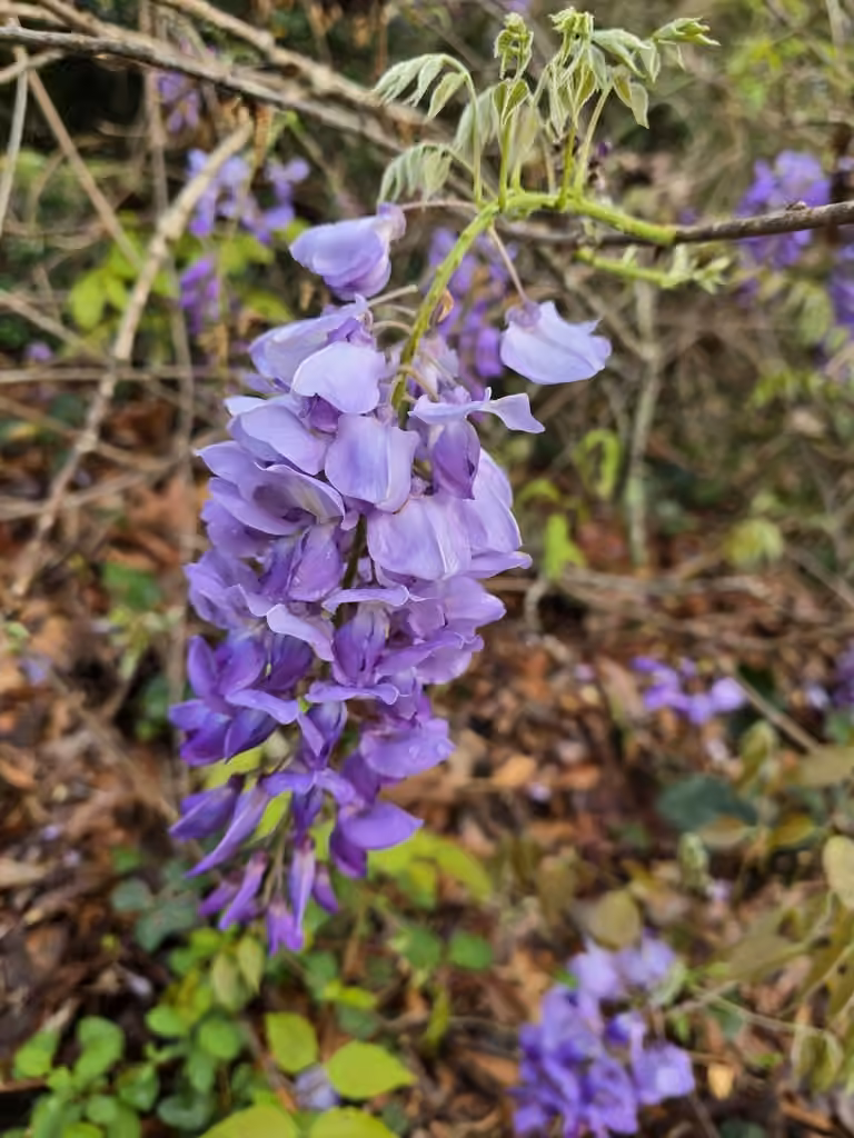 Chinese wisteria, photo 1 of 5