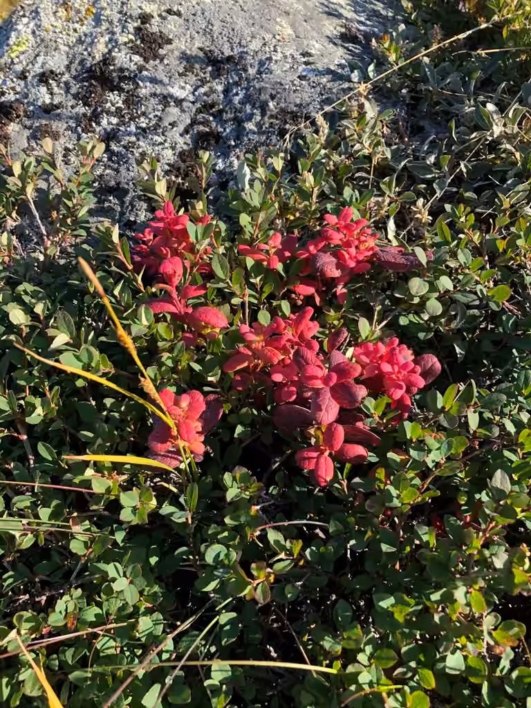Exobasidium vaccinii-uliginosi, photo 2 of 5