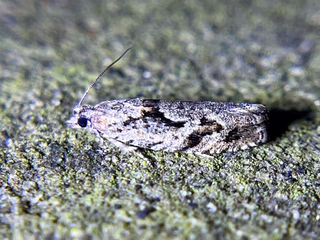 Black Dash Epinotia Moth, Adulte