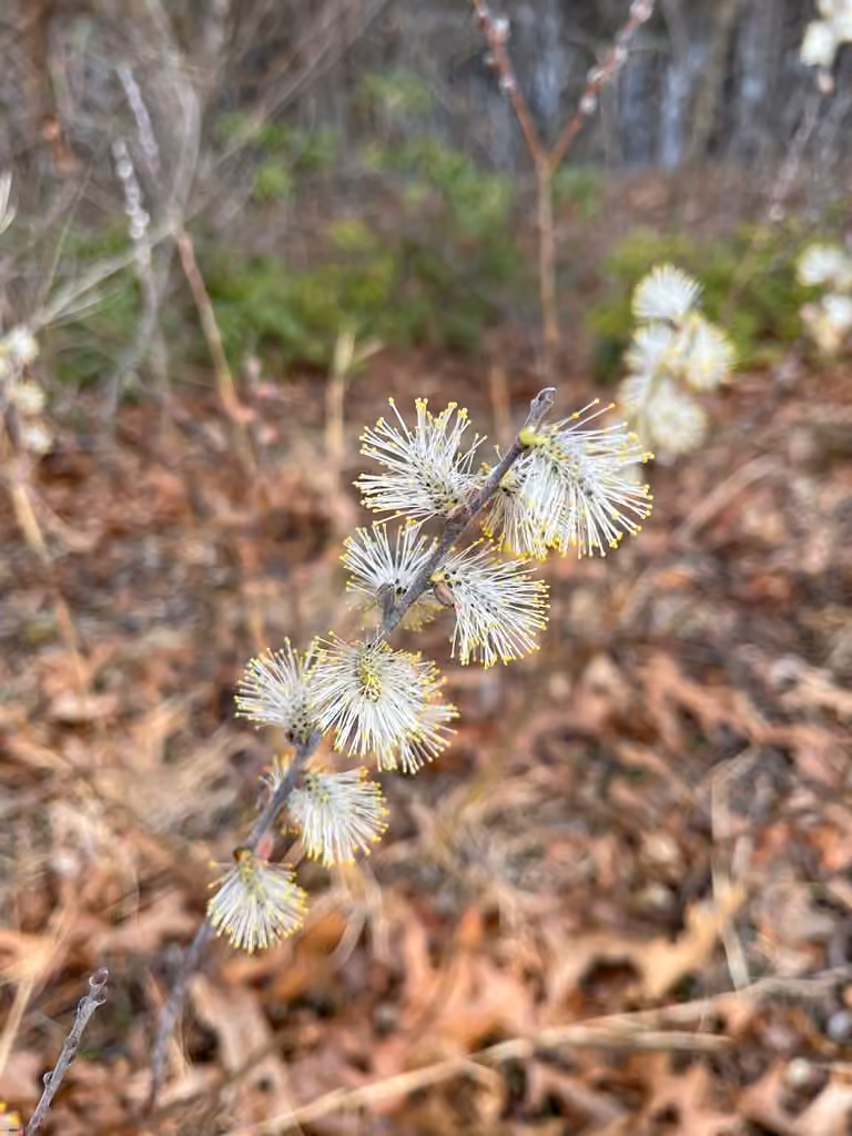 Prairie willow, In flower