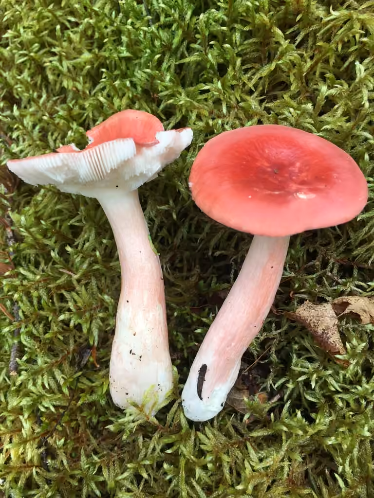 Russule de Peck