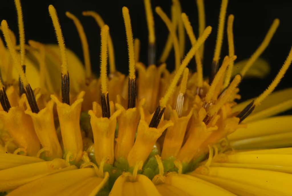 Silphe perfolié, photo 1 sur 5