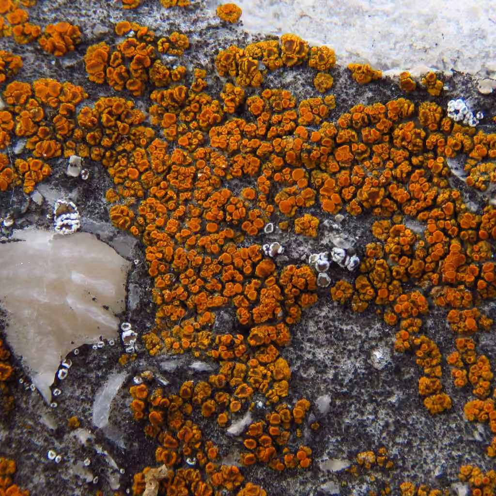 Caloplaque des trottoires, photo 1 sur 5