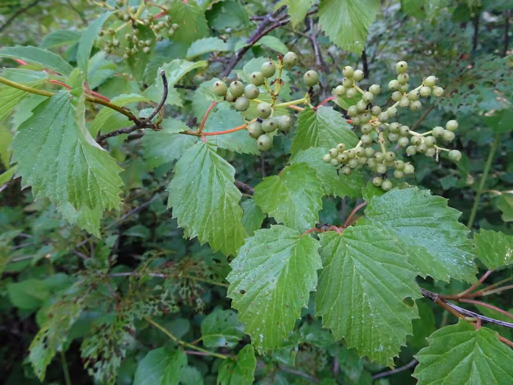 Viorne litigieuse, En fruits