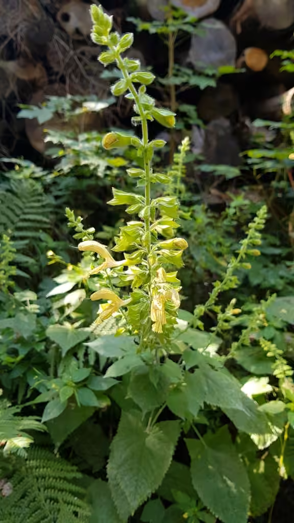 Sticky sage, photo 1 of 5