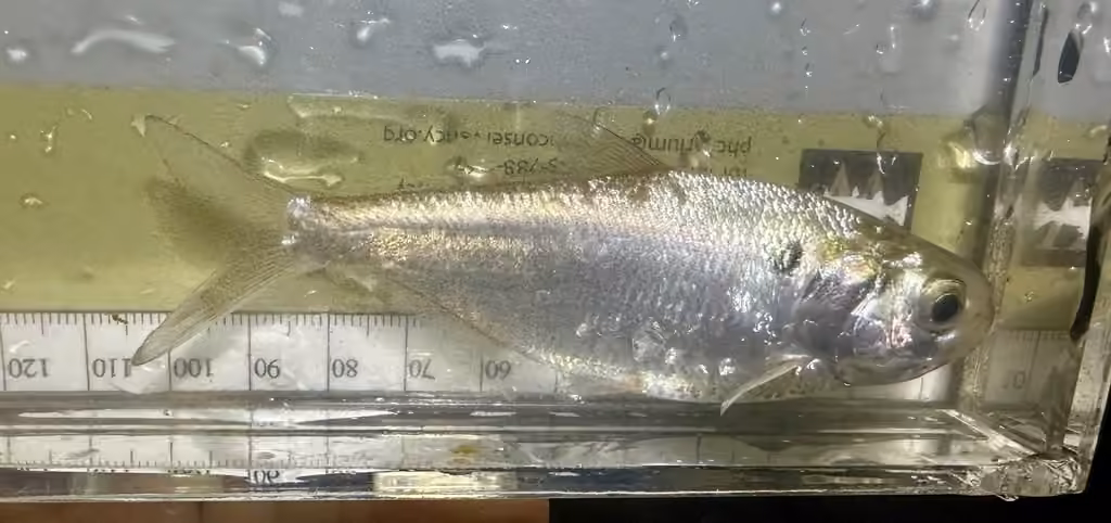 Alose à gésier, Juvénile