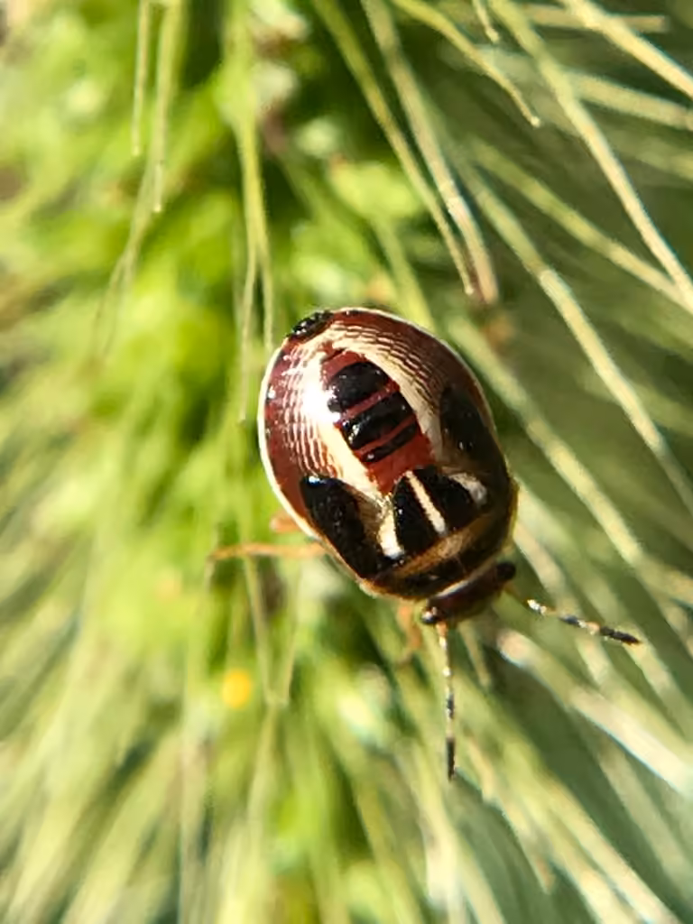 Pentatome à écusson marginé, Nymphe