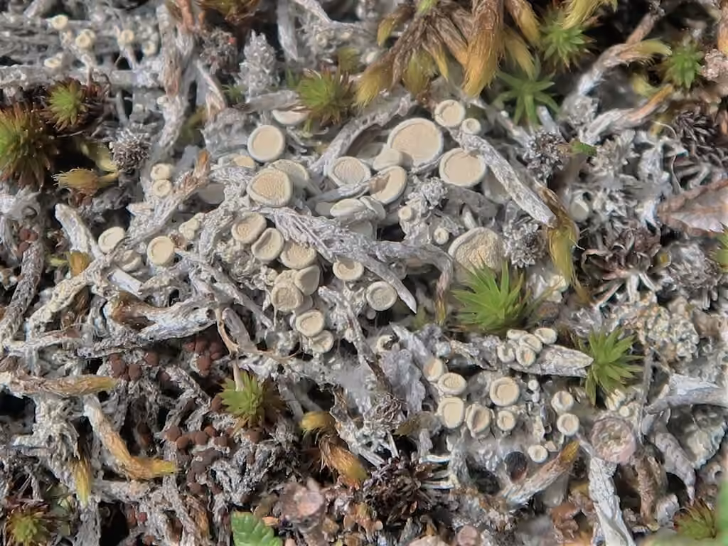 Ochroléchie d'Upsala, photo 1 sur 5
