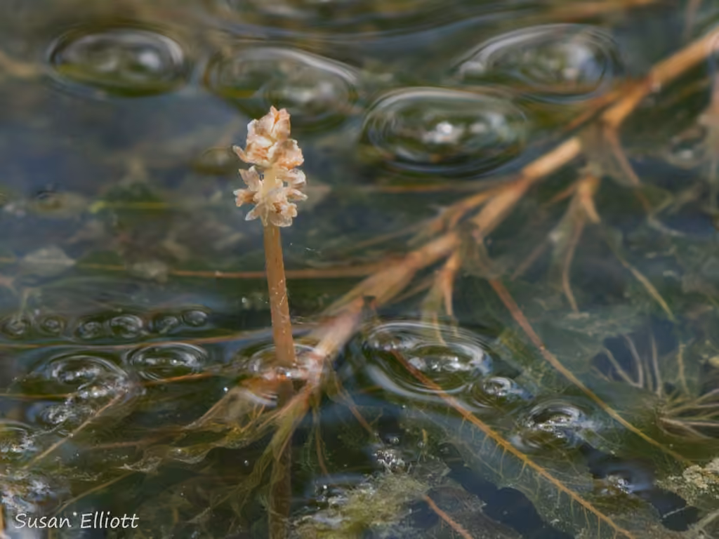 Curly pondweed, In flower