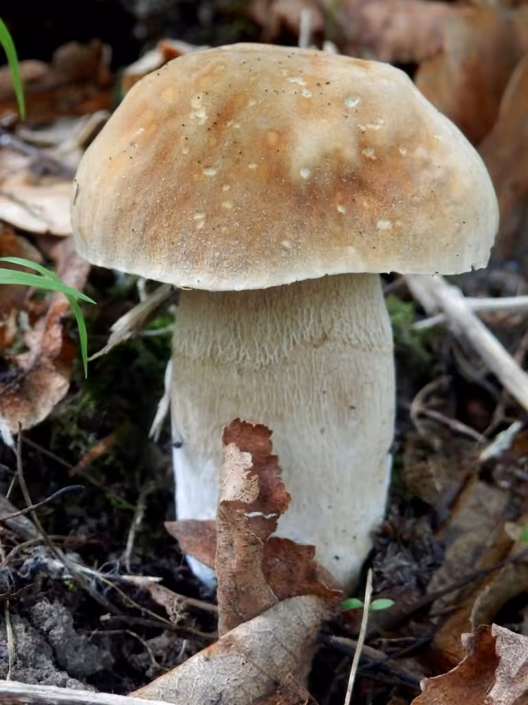 Summer Bolete, photo 3 of 5