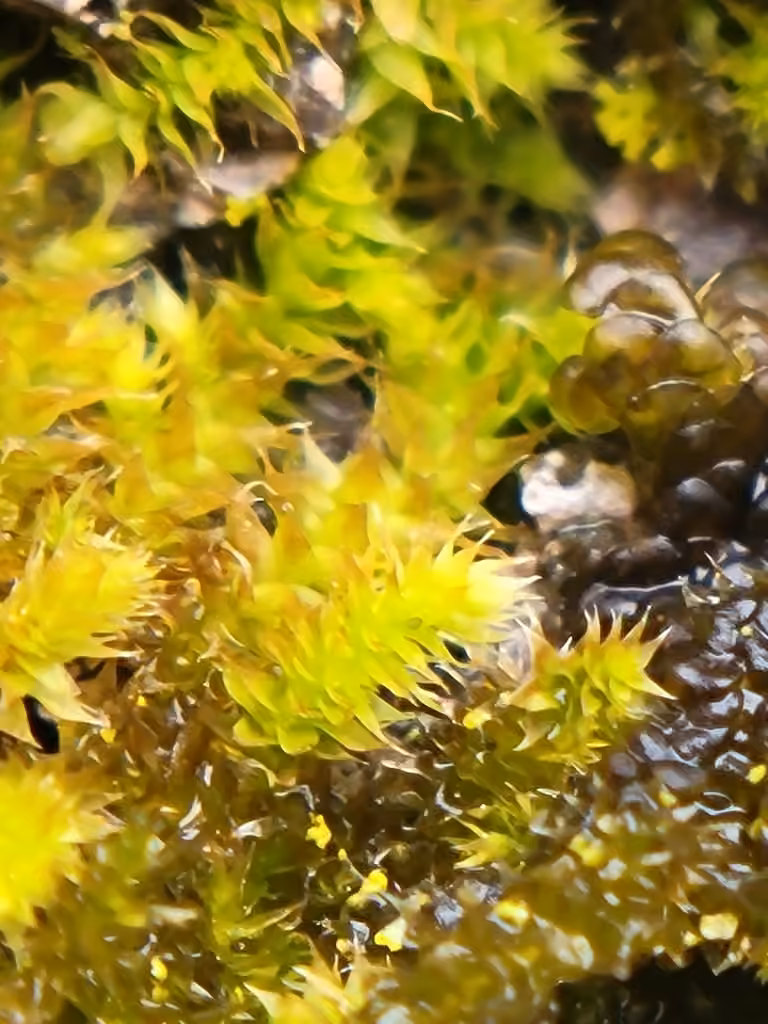 Lindberg's Maple-moss, photo 3 of 5