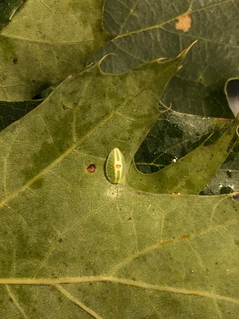 Abbreviated Button Slug Moth, Chenille