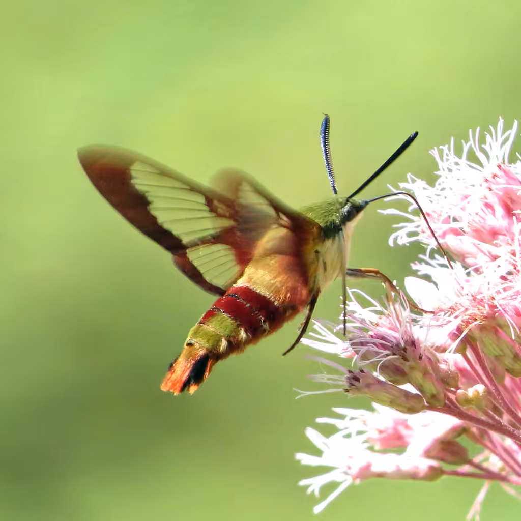 Sphinx colibri