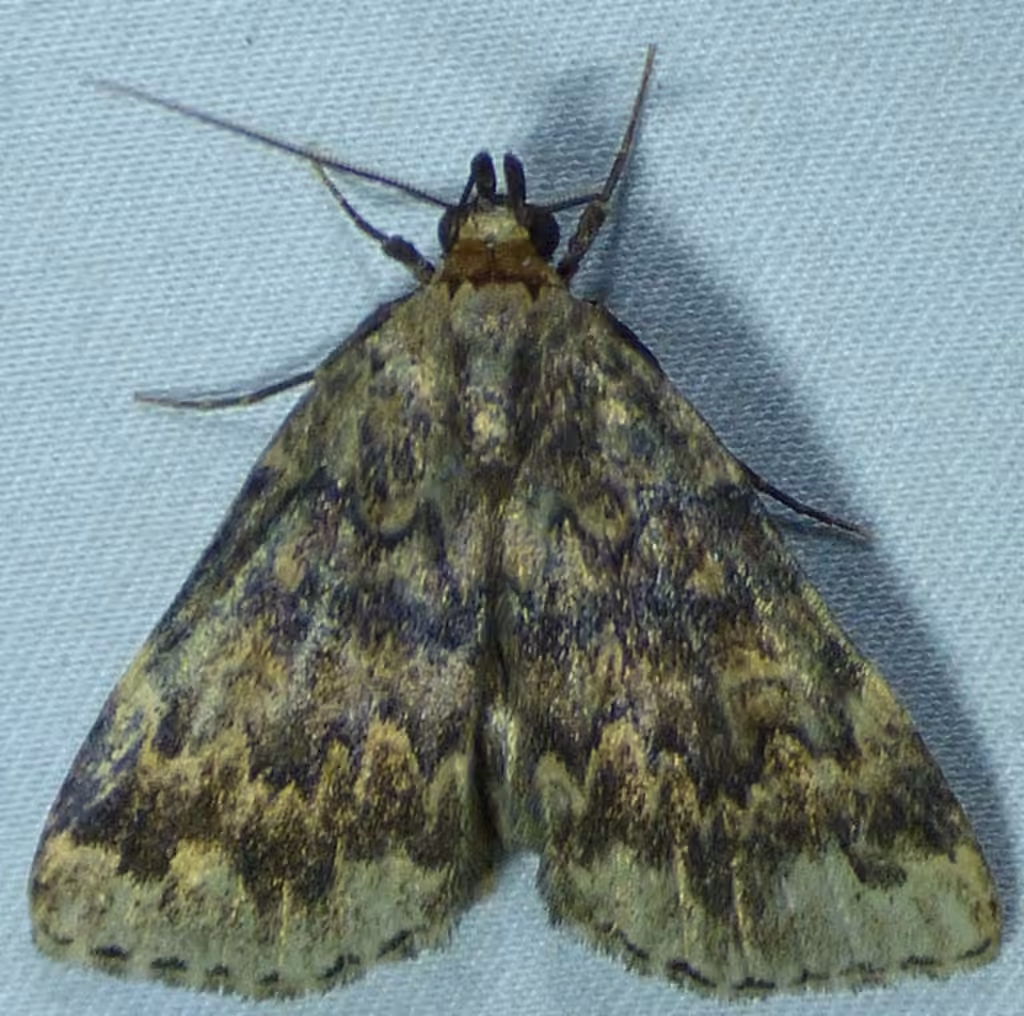 Toothed Idia Moth, Adult