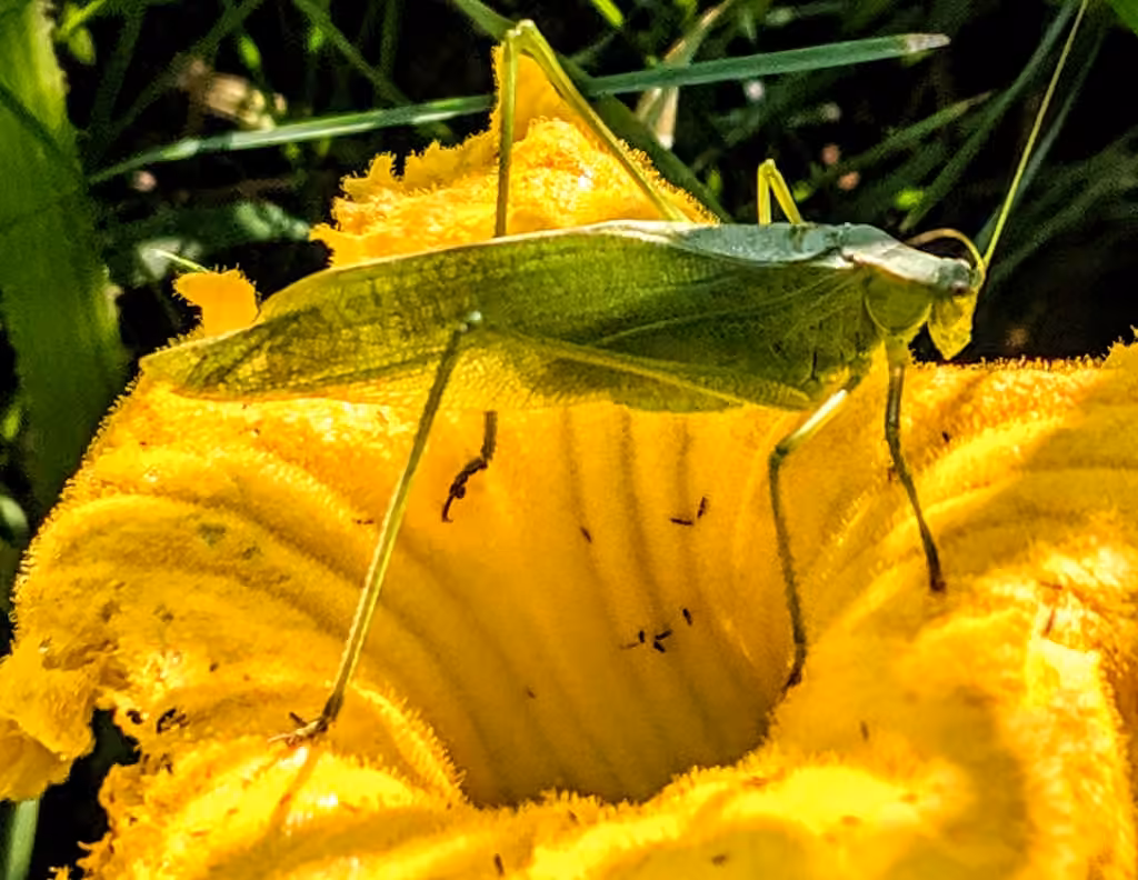 Broad-winged Bush Katydid, Male