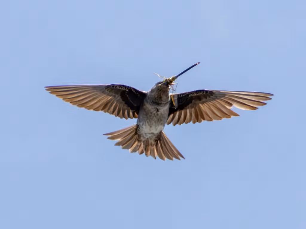 Hirondelle noire, Femelle