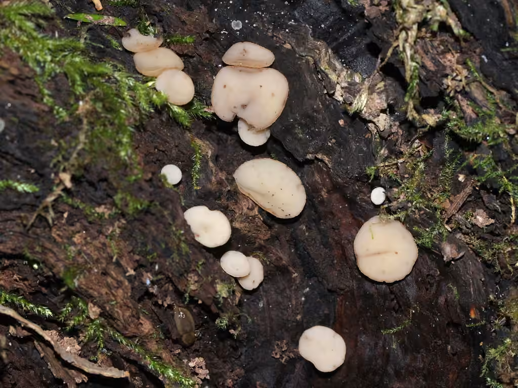Pézize à grandes spores, photo 2 sur 5