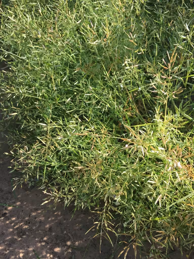 Teal love grass