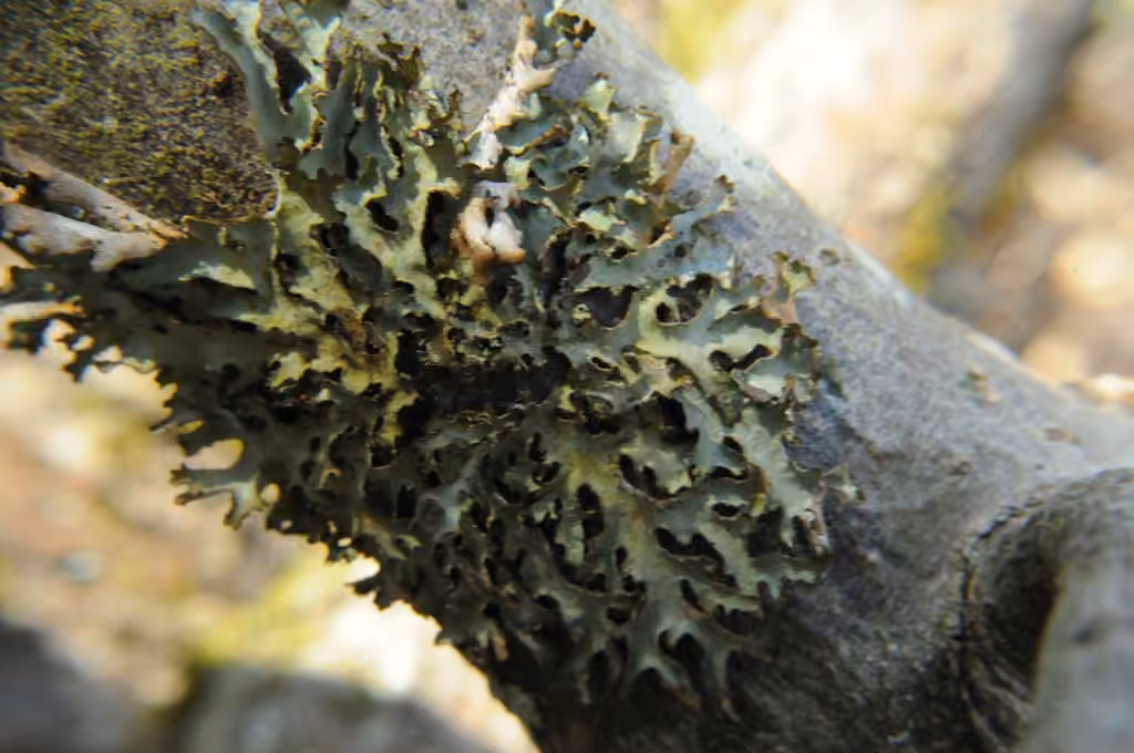 Tuckermannopsis lichen, photo 3 of 5