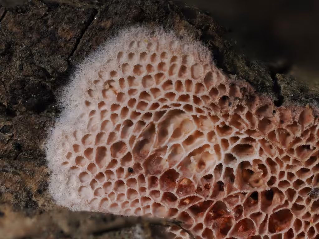 Ceriporia purpurea, photo 3 of 5