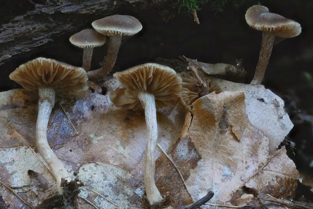 Tubaria-like Fiberhead, photo 2 sur 5